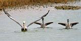 Pelicans Taking Wing_30364
